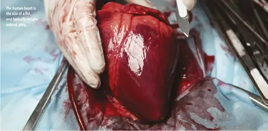  ??  ?? The human heart is the size of a fist, and typically weighs around 300g.