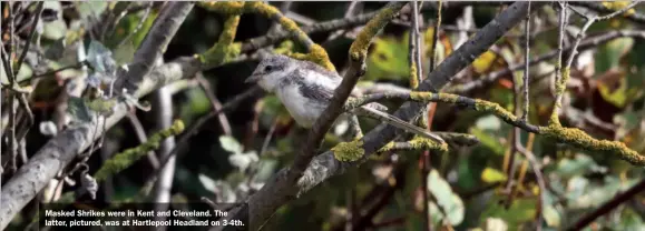  ??  ?? Caption
Masked Shrikes were in Kent and Cleveland. The latter, pictured, was at Hartlepool Headland on 3-4th.