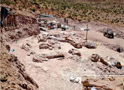  ??  ?? Sur le site de La Flecha (ci-dessus), les fouilles ont révélé un fémur, long de 2,40 m, de Patagotita­n mayorum, comparé ici à la taille du paléontolo­gue José Canudo.