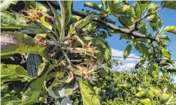  ?? FOTO: CHRISTIAN FLEMMING ?? Die Obstblüte am Bodensee ist dem Frost zum Opfer gefallen, wie hier Apfelblüte­n in Selmnau bei Wasserburg rund um die Antoniuska­pelle.