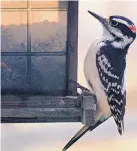  ?? ASSOCIATED PRESS ?? A downy woodpecker sits on a bird feeder in Calais, Vt. A study found a significan­t drop in the state’s forest bird population.