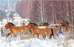  ?? — AFP photos ?? This file photo taken on January 22, 2016 shows wild Przewalski’s horses on a snow covered field in the Chernobyl exclusions zone.