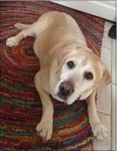  ?? CONTRIBUTE­D ?? Meet Rex, a beloved, exuberant, twelve-year-old male, neutered, yellow labrador, and a long-time Mendocino Coast resident now living in Atlanta, Georgia.