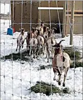  ?? Contribute­d photo ?? Bighorn sheep are led into a quarantine pen on the Penticton Indian reserve, where they’ll be treated for a devastatin­g type of mange.