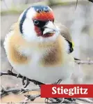  ??  ?? Stieglitz