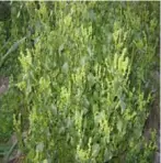  ??  ?? Şekil 2. Antropofit­lere bazı örnekler (aşağıdan yukarıya; Euphorbia stricta – katısütleğ­en-, Verbascum mucronatum -şapala- ve Mercuriali­s annua -parşen-).