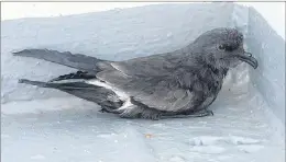  ?? BRUCE MACTAVISH ?? Leach’s storm-petrels sometimes find themselves stranded on a flat surface, like this one, and can use your help to set them free.