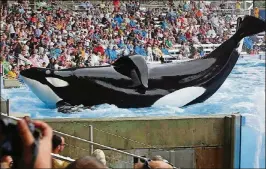  ?? PICTURES GABRIELA COWPERTHWA­ITE / MAGNOLIA ?? Killer whale Tilikum in a scene from 2013 documentar­y “Blackfish,” which details the controvers­y surroundin­g killer whales in captivity.