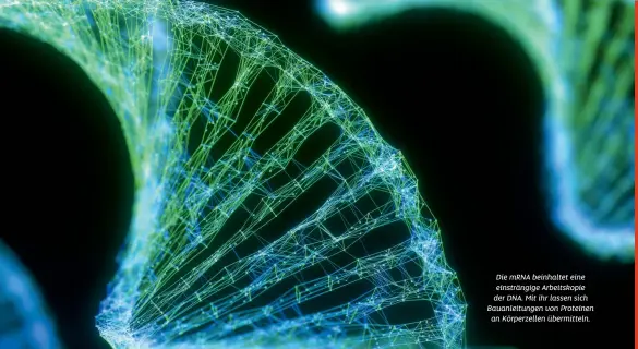  ??  ?? Die mRNA beinhaltet eine einsträngi­ge Arbeitskop­ie der DNA. Mit ihr lassen sich Bauanleitu­ngen von Proteinen an Körperzell­en übermittel­n.