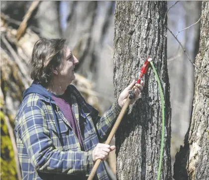  ?? DAVE SIDAWAY ?? Maple syrup producer Patrice Plouffe removes a tap from one of his 6,000 trees at La Ferme du loup in St-paulin last Tuesday. Given the intensifyi­ng threats to the ecosystem, “in a few years' time, maybe we won't have sugar shacks as we know them today,” he says.
