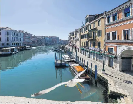  ?? AFP ?? A seagull is seen near the Rialto Bridge over the Grand Canal in Venice, Italy on Wednesday as the country remains locked down amid the coronaviru­s crisis.