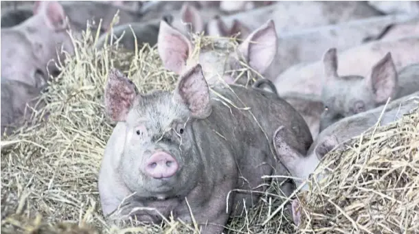  ??  ?? HEAVY DISCOUNTS: A shutdown at Brechin’s abattoir due to Covid led to pigs ready for slaughter backing up, so farmers have cut their losses.