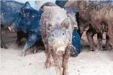  ?? SOURCE: U.S. DEPARTMENT OF AGRICULTUR­E ?? Feral hogs aggressive­ly compete with livestock for food and can spread diseases to other animals. The USDA is working with New Mexico to eradicate the hogs from the state.