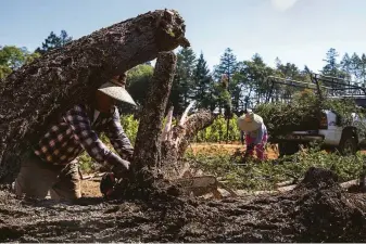  ?? Jessica Christian / The Chronicle 2021 ?? Mario Arias (left) and Gloria Navarrete work last year to remove trees damaged by the 2020 Glass Fire at Smith-Madrone Vineyards in St. Helena. Workers are also seeking hazard pay.