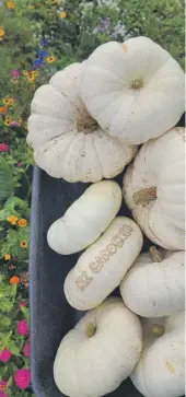  ?? ?? Pumpkins were not a huge success in her garden this year.