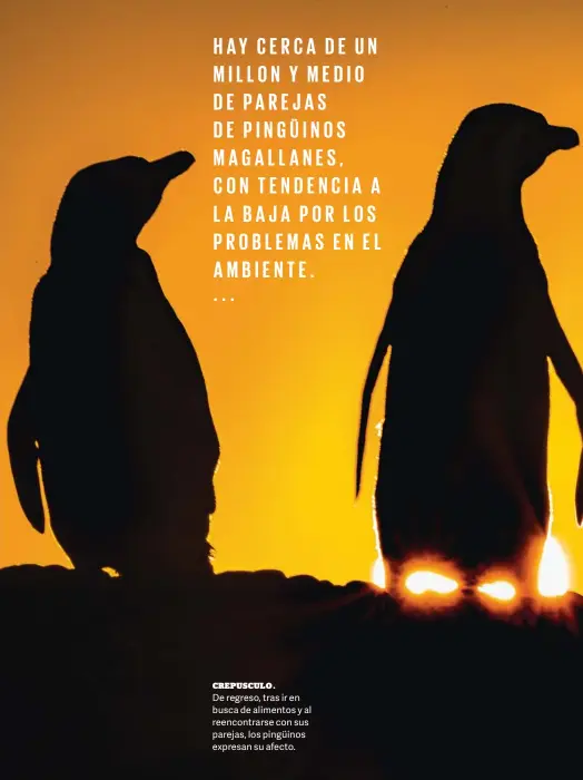  ??  ?? CREPUSCULO . De regreso, tras ir en busca de alimentos y al reencontra­rse con sus parejas, los pingüinos expresan su afecto.