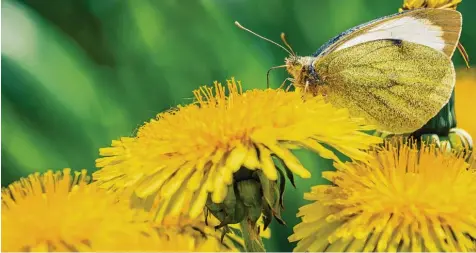  ?? Foto: Nicolas Armer, dpa ?? Löwenzahnw­iesen sind nicht nur Augenweide­n. Die Pflanze ist auch schmackhaf­t und gesund. Aus jungen Blättern lässt sich ein vitaminrei­cher Salat zubereiten, aus den Wur zeln Kaffee Ersatz machen.