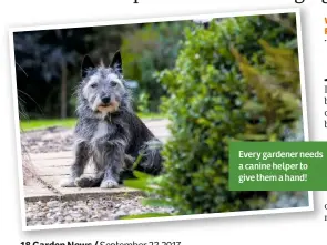  ??  ?? Every gardener needs a canine helper to give them a hand!