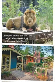  ??  ?? Sleep in one of the Gir Lion Lodge cabins next door to the male lion Bhanu