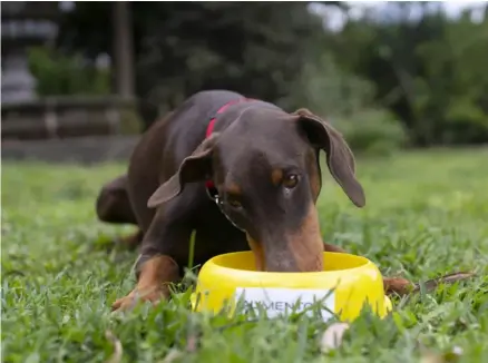  ?? ?? Costa Rica importó en el 2023, 39.900 toneladas de alimentos para perros y gatos. AliMENTOs.Cr