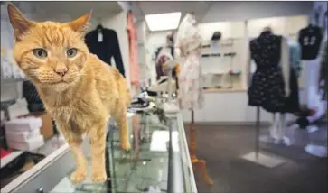  ?? Photograph­s by Francine Orr Los Angeles Times ?? MR. SHERMAN, an American tabby affectiona­tely known as the feline “mayor” of Los Angeles’ Little Tokyo, invariably spends his day guarding the Ashiya women’s boutique and worrying about his next meal.