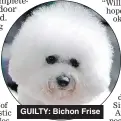  ??  ?? GUILTY: Bichon Frise