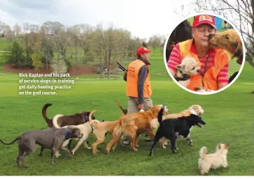  ?? ?? Rick Kaplan and his pack of service-dogs-in-training get daily heeling practice on the golf course.