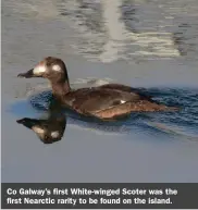  ?? ?? Co Galway’s first White-winged Scoter was the first Nearctic rarity to be found on the island.