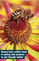  ?? ?? Honey bees collect food in spring and summer to get though winter