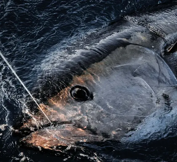  ??  ?? Giant bluefin tuna (above) frequent the waters off the North Carolina coast as part of their annual migration during late winter and early spring, with the end of March and the first two weeks in April being the prime time for captains and anglers...