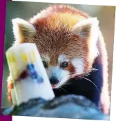  ??  ?? Chilling out: a red panda eyes up an ice pop