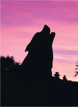  ??  ?? Shadow Great silhouette of carved wolf on Back Walk, Stirling by John McCabe, Stirling