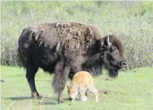  ?? PARKS CANADA VIA CP ?? A bison calf takes its first steps as its mother looks on in Banff National Park. Three bison babies have been born in the backcountr­y.