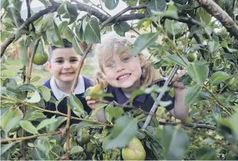  ??  ?? Picking fruit are Romeocruz Esposito, three and Raine Peggie, four.