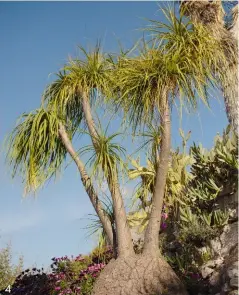  ??  ?? 4
4. Cette succulente, le beaucarnea recurvata, est surnommée “pied d’éléphant”.
PAGE DE DROITE La vue depuis le jardin construit sur les ruines de l’ancien château d’Èze. Le cactus “cierge à tête de vieillard” sur la droite rappelle qu’autrefois, les botanistes en charge de nommer
les plantes pouvaient se laisser aller à quelques fantaisies !