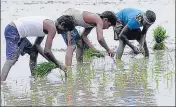  ?? BHARAT BHUSHAN/HT ?? Labourers sowing paddy in a field at a village in Patiala district on Thursday.