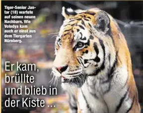  ??  ?? Tiger-Senior Jantar (18) wartete auf seinen neuen Nachbarn. Wie Volodya kam auch er einst aus dem Tiergarten Nürnberg.