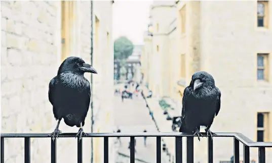  ??  ?? The Tower of London ravens have until now only been able to hop or glide for short distances, as their clipped wings prevent any risk of them fulfilling the myth of the nation falling if they leave