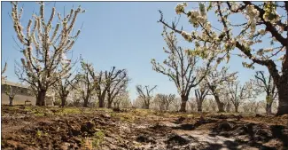  ?? STAFF FILE PHOTO ?? Preserving agricultur­al land in the area surroundin­g Morgan Hill is a priority for the city.