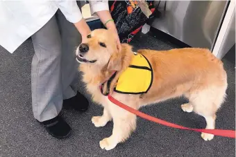  ?? MEGHAN DAVIS/JOHNS HOPKINS UNIVERSITY ?? During a recent visit to children at Johns Hopkins Hospital, therapy dog Winnie was part of a test that concluded stubborn germs were being spread by the animals.