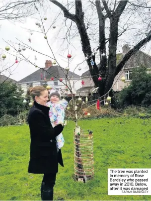  ?? SARAH BARDSLEY ?? The tree was planted in memory of Rose Bardsley who passed away in 2010. Below, after it was damaged