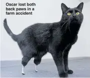  ??  ?? Oscar lost both back paws in a farm accident