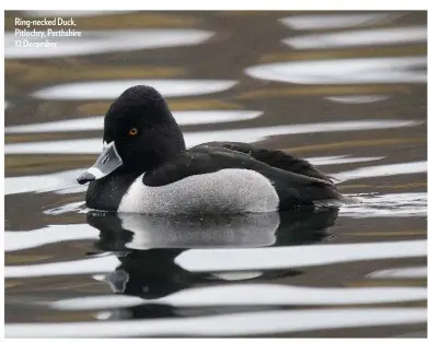  ??  ?? Ring-necked Duck, Pitlochry, Perthshire 12 December