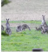  ??  ?? Kangaroos on Stuhrs Rd, Darnum were a wildlife highlight for Ben Goodwin.