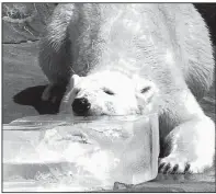  ??  ?? Arki, the polar bear at the Little Rock Zoo, cools off with a block of ice. If you try this, put down some towels first.