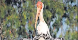  ?? HT PHOTO ?? A painted stork at Udpuria Lake, in Kota.