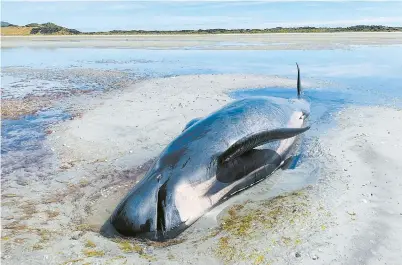  ??  ?? A beached whale along the Farewell Spit on the South Island of New Zealand. — Reuters