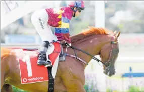  ?? PHOTO / TRISH DUNELL ?? Pentathlon’s trainer John Wheeler is hoping he will make it into the Melbourne Cup this year.