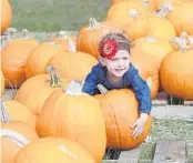  ?? TOM BENITEZ/ORLANDO SENTINEL 2015 ?? Sarah Noelle, 2, selects a pumpkin at a church-sponsored pumpkin patch in Central Florida. The Orlando area has no shortage of fall festivals, corn mazes and other activities.