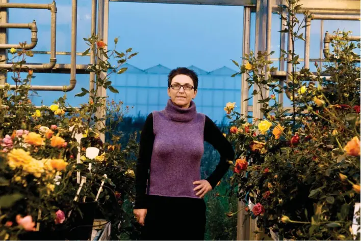  ?? Arkivfoto: Sanne Vils Axelsen ?? Rosa Eskelund har altid interesser­et sig for planters genetik, og derfor har hun gennem tiden forædlet tusindvis af roser.